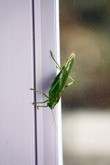 Grasshopper on a plastic window.