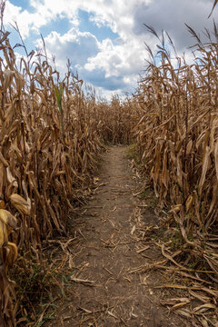 Corn Maze Path at a Farm in Ohio
