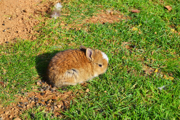 A small brown rabbit on the green grass