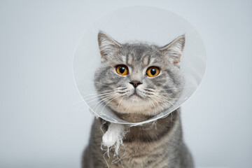 Scottish straight gray cat in veterinary plastic cone on head at recovery after surgery posing in animal clinic. Animal healthcare. Pet in funnel posing on examination table at veterinary hospital