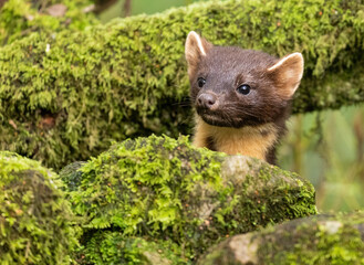 European Pine Marten -  hunting in the woods