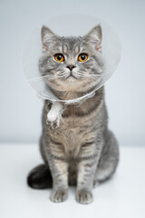 Portrait gray British cat wears collar to restore cone for pets after surgery, safety of wound healing against bite and licking wounds on gray background. Scottish Straight cat wearing funnel collar