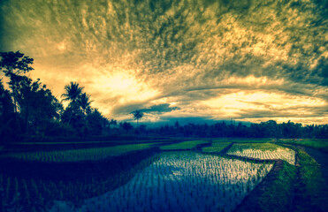 Clouds, ricefield and sunset