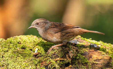 Dunnock - woodland bird, in dappled shade