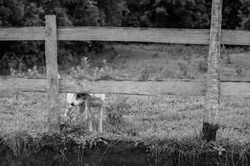 Linda imagem de cachorro, branco com mancha marrom pelo corpo, sem raça definida, ao ar livre, no campo, no meio do mato. Cachorro feliz livre brincando