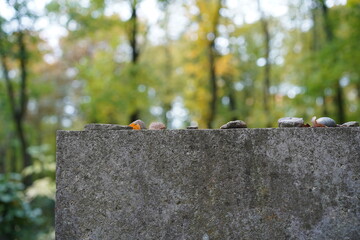 Jüdischer Friedhof Weißensee, alter jüdischer Grabstein mit mehreren kleinen Steinen
