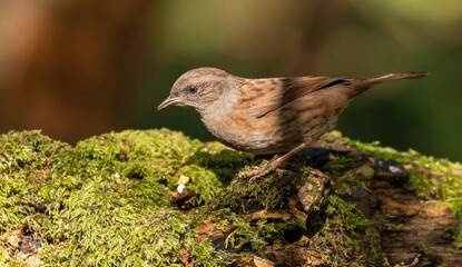 Dunnock - woodland bird, in dappled shade