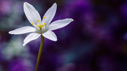 Biały kwiat na fioletowym tle