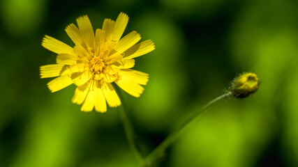 Żółty kwiat na zielonym tle