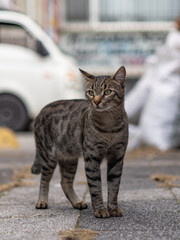 cat on the roof