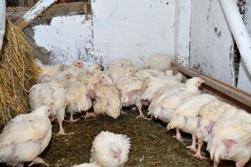 Domestic breeding of hens using heat and nutritional fast food
