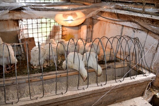 Hen broilers domestic fast breeding for meat on the chicken farm
