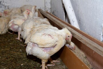 Hen broilers domestic fast breeding for meat on the chicken farm