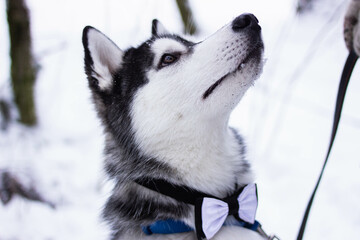 Beautiful winter husky