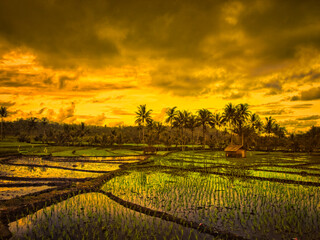 Sunset on Pancalang rice field