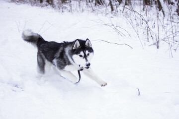 Beautiful winter husky