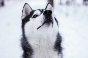 Beautiful winter husky