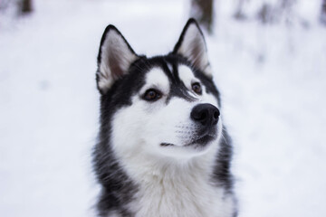 Beautiful winter husky