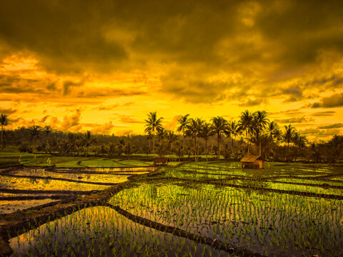 Sunset on Pancalang rice field
