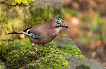 Eurasian Jay