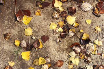 autumn leaves on the ground