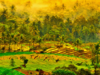 rice field late in the morning