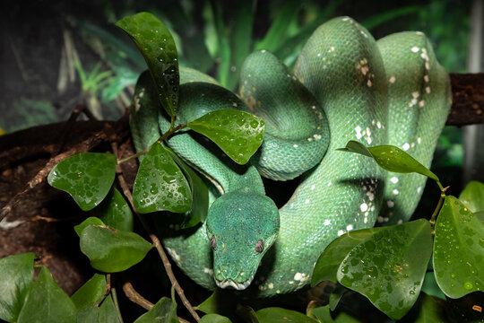 Green Python. A tree python. Morelia viridis. Close-up.