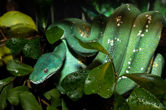 Green Python. A tree python. Morelia viridis. Close-up.