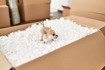 Beautiful small dog chihuahua playing funny game inside cardboard box at new home