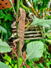 close up chameleon lizard animal tail. brown skin and black eyes in botany garden park.