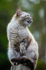 Linda imagem de gato cinza, em cima da cerca, ao ar livre, fazendo careta e brincando. Gato vivendo na fazenda no Brasil