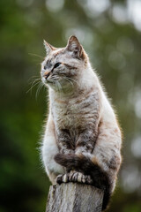Linda imagem de gato cinza, em cima da cerca, ao ar livre, fazendo careta e brincando. Gato vivendo na fazenda no Brasil