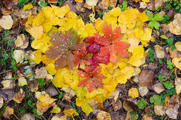 Colorful red and golden leaves in heart shape lies on land in autumn season. Heart of fallen autumn leaves with red berries are covered with white grains of hail. Love concept background. Top view
