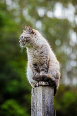 Linda imagem de gato cinza, em cima da cerca, ao ar livre, fazendo careta e brincando. Gato vivendo na fazenda no Brasil