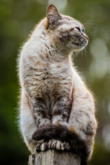 Linda imagem de gato cinza, em cima da cerca, ao ar livre, fazendo careta e brincando. Gato vivendo na fazenda no Brasil