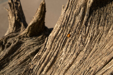 Ladybug on stump