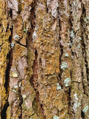 Moss on the bark of a pine tree. Fragment of a pine trunk. Autumn background.