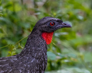 A face portrait from a big bird with red eyes