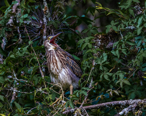 A heron perched on a tree branch, yelling angrily at the neighborhood