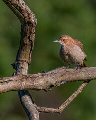 A small bird warming by the sun sitting on a tree branch