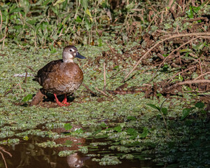 A small teal warming by the sun at the river bank