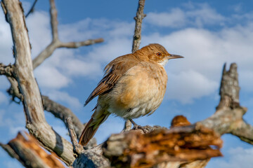 A small bird warming by the sun sitting on a tree branch