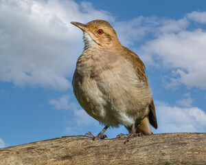 A small bird warming by the sun sitting on a tree branch