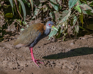 A very shy bird taking a sunbath on the riverbank