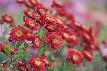 Decorative chrysanthemums. Autumn garden.