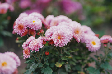 Decorative chrysanthemums. Autumn garden.