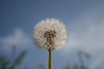 dandelion clock seeds, British garden weeds spread by the wind