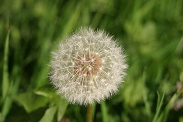 dandelion clock seeds, British garden weeds spread by the wind