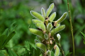 Close up of green lupine pods against a blurred background