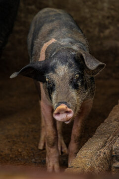 Imagem de criação de porcos dentro do chiqueiro, na fazenda, ao ar livre. 